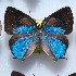  ( - NPML_lyc438)  @11 [ ] Copyright (c) (2025) Maeva Leroy Unspecified