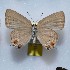  (Nicolaea panchaea - NPML_lyc440)  @11 [ ] Copyright (c) (2025) Maeva Leroy Unspecified