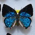  ( - NPML_lyc454)  @11 [ ] Copyright (c) (2025) Maeva Leroy Unspecified
