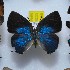  ( - NPML_lyc465)  @11 [ ] Copyright (c) (2025) Maeva Leroy Unspecified