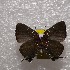  ( - NPML_lyc497)  @11 [ ] Copyright (c) (2025) Maeva Leroy Unspecified
