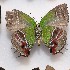  ( - NPML_lyc504)  @11 [ ] Copyright (c) (2025) Maeva Leroy Unspecified
