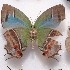  ( - NPML_lyc514)  @11 [ ] Copyright (c) (2025) Maeva Leroy Unspecified