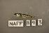  (Notropis boops - NAFF 893)  @13 [ ] Unspecified (default): All Rights Reserved  Unspecified Unspecified