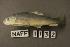  (Moxostoma austrinum - NAFF 1132)  @12 [ ] Unspecified (default): All Rights Reserved  Unspecified Unspecified