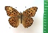  ( - g1000)  @14 [ ] Copyright (2015) Vlasova Alisa Institute of Ecological Problems of the North