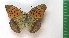  ( - g1000)  @13 [ ] Copyright (2015) Vlasova Alisa Institute of Ecological Problems of the North