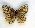  (Neope goschkevitschi - g697)  @14 [ ] Copyright (2014) Vlasova Alisa Institute of Ecological Problems of the North