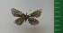  ( - g713)  @12 [ ] Copyright (2015) Vlasova Alisa Institute of Ecological Problems of the North