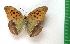  ( - g999)  @13 [ ] Copyright (2015) Vlasova Alisa Institute of Ecological Problems of the North