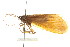  ( - 10RMCAD-019)  @11 [ ] CreativeCommons - Attribution (2010) CBG Photography Group Centre for Biodiversity Genomics