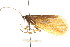  ( - 10RMCAD-020)  @11 [ ] CreativeCommons - Attribution (2010) CBG Photography Group Centre for Biodiversity Genomics