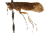  (Limnephilus canadensis - 08RMCAD-0615)  @14 [ ] CreativeCommons - Attribution (2010) Unspecified Centre for Biodiversity Genomics