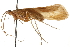  (Limnephilus externus - 08RMCAD-0628)  @15 [ ] CreativeCommons - Attribution (2010) Unspecified Centre for Biodiversity Genomics
