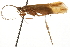 (Limnephilus partitus - 08RMCAD-0698)  @14 [ ] CreativeCommons - Attribution (2010) Unspecified Centre for Biodiversity Genomics