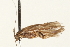  ( - 08RMCAD-0145)  @11 [ ] CreativeCommons - Attribution (2010) Unspecified Centre for Biodiversity Genomics