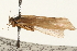  ( - 08RMCAD-0147)  @11 [ ] CreativeCommons - Attribution (2010) Unspecified Centre for Biodiversity Genomics