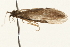  (Lepidostoma aporna - 08RMCAD-0250)  @13 [ ] CreativeCommons - Attribution (2010) Unspecified Centre for Biodiversity Genomics