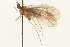  (Lepidostoma liba - 08RMCAD-0269)  @13 [ ] CreativeCommons - Attribution (2010) Unspecified Centre for Biodiversity Genomics