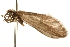  ( - 08RMCAD-0274)  @11 [ ] CreativeCommons - Attribution (2010) Unspecified Centre for Biodiversity Genomics