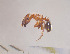  ( - SS24C217a)  @11 [ ] Unspecified (default): All Rights Reserved (2024) Saemi Schaer Unspecified