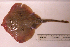  ( - RNEZ229)  @13 [ ] Copyright (2010) Stephen Cotterell Unspecified
