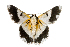  ( - XMAD_055)  @11 [ ] Copyright (2017) David Liittschwager Natural History Photography