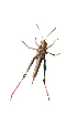  ( - XMAD_106)  @11 [ ] Copyright (2017) David Liittschwager Natural History Photography