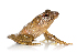  (Mantellinae - XMAD_234)  @11 [ ] Copyright (2017) David Liittschwager Natural History Photography