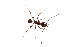 (Pheidole MGs056 - XMAD_306)  @13 [ ] Copyright (2017) David Liittschwager Natural History Photography