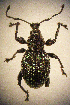  ( - CCDB-24268-A01)  @11 [ ] CreativeCommons  Attribution Non-Commercial Share-Alike (2016) Lucian Teodor Unspecified