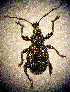  ( - CCDB-24268-A02)  @11 [ ] CreativeCommons  Attribution Non-Commercial Share-Alike (2016) Lucian Teodor Unspecified