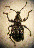  ( - CCDB-24268-A03)  @11 [ ] CreativeCommons  Attribution Non-Commercial Share-Alike (2016) Lucian Teodor Unspecified