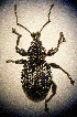  (Otiorhynchus fussi - CCDB-24268-A04)  @12 [ ] CreativeCommons  Attribution Non-Commercial Share-Alike (2016) Lucian Teodor Unspecified