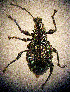  ( - CCDB-24268-A05)  @11 [ ] CreativeCommons  Attribution Non-Commercial Share-Alike (2016) Lucian Teodor Unspecified