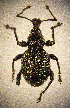  ( - CCDB-24268-A06)  @12 [ ] CreativeCommons  Attribution Non-Commercial Share-Alike (2016) Lucian Teodor Unspecified