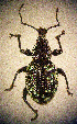  (Otiorhynchus opulentus - CCDB-24268-A07)  @13 [ ] CreativeCommons  Attribution Non-Commercial Share-Alike (2016) Lucian Teodor Unspecified