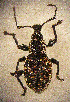  ( - CCDB-24268-A08)  @12 [ ] CreativeCommons  Attribution Non-Commercial Share-Alike (2016) Lucian Teodor Unspecified
