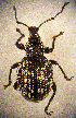  ( - CCDB-24268-A09)  @12 [ ] CreativeCommons  Attribution Non-Commercial Share-Alike (2016) Lucian Teodor Unspecified