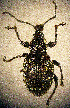  ( - CCDB-24268-A10)  @12 [ ] CreativeCommons  Attribution Non-Commercial Share-Alike (2016) Lucian Teodor Unspecified