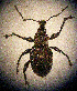  (Otiorhynchus dives - CCDB-24268-A12)  @11 [ ] CreativeCommons  Attribution Non-Commercial Share-Alike (2016) Lucian Teodor Unspecified