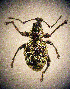  ( - CCDB-24268-B01)  @11 [ ] CreativeCommons  Attribution Non-Commercial Share-Alike (2016) Lucian Teodor Unspecified