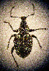  ( - CCDB-24268-B02)  @11 [ ] CreativeCommons  Attribution Non-Commercial Share-Alike (2016) Lucian Teodor Unspecified