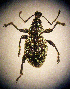  ( - CCDB-24268-B03)  @11 [ ] CreativeCommons  Attribution Non-Commercial Share-Alike (2016) Lucian Teodor Unspecified