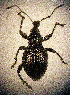  ( - CCDB-24268-B07)  @11 [ ] CreativeCommons  Attribution Non-Commercial Share-Alike (2016) Lucian Teodor Unspecified