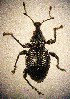  ( - CCDB-24268-B08)  @11 [ ] CreativeCommons  Attribution Non-Commercial Share-Alike (2016) Lucian Teodor Unspecified