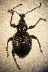  (Otiorhynchus asplenii - CCDB-24268-B09)  @11 [ ] CreativeCommons  Attribution Non-Commercial Share-Alike (2016) Lucian Teodor Unspecified