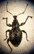  (Otiorhynchus obsidianus - CCDB-24268-B10)  @11 [ ] CreativeCommons  Attribution Non-Commercial Share-Alike (2016) Lucian Teodor Unspecified