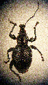  ( - CCDB-24268-B11)  @11 [ ] CreativeCommons  Attribution Non-Commercial Share-Alike (2016) Lucian Teodor Unspecified