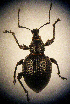  ( - CCDB-24268-B12)  @11 [ ] CreativeCommons  Attribution Non-Commercial Share-Alike (2016) Lucian Teodor Unspecified
